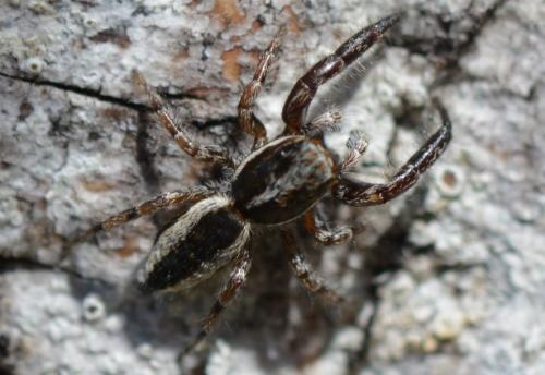 Pseudicius encarpatus